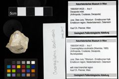 Foto (Objekt + Etiketten) von Cracensigillatus acutirostris (Moericke, 1889) 